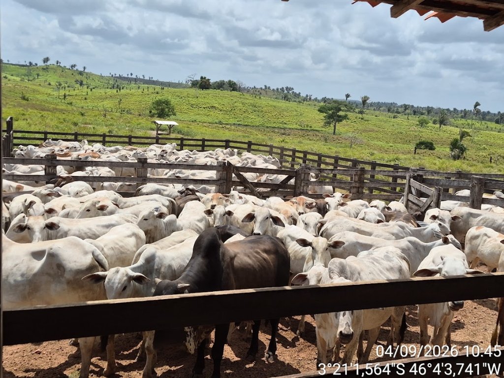 Vistoria Pericial de Rebanho Bovino e instalações pecuárias com carimbo geodésico oficial